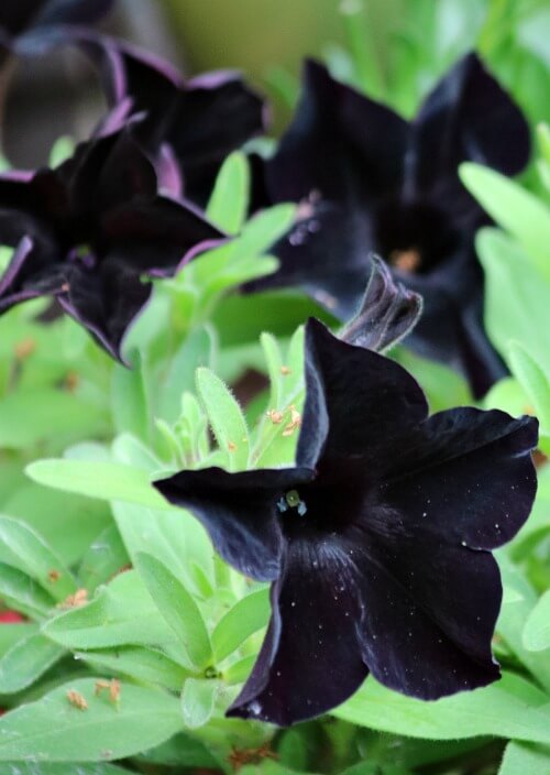black petunias