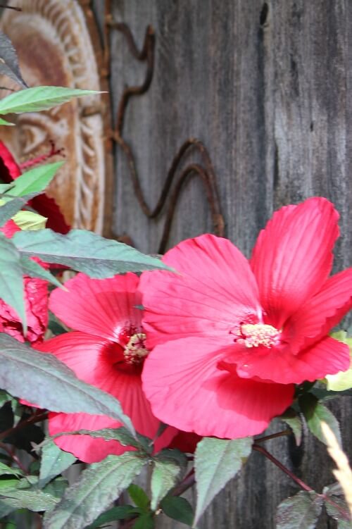 Red hibiscus plant