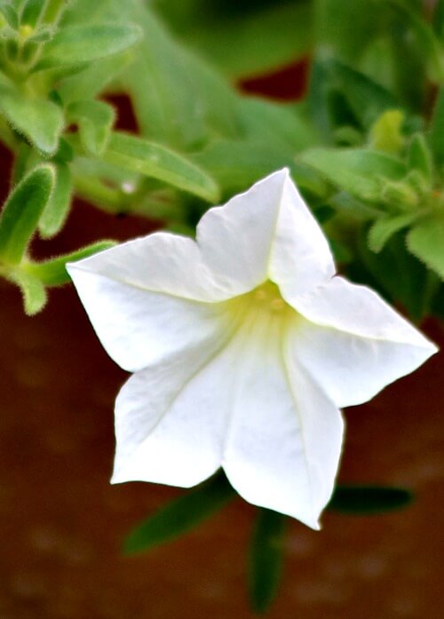 white petunia
