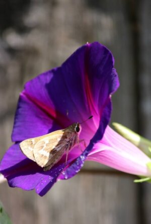 Morning glory flower with moth inside