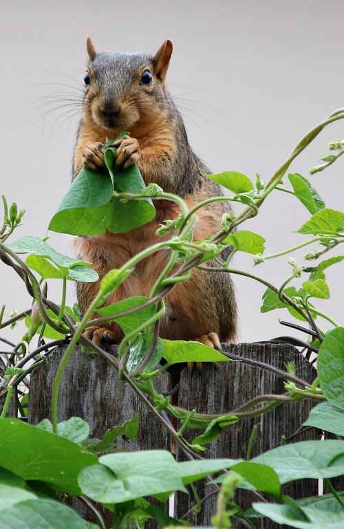 Squirrel eating my morning glory leaves