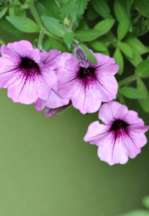 Purple petunias in a container on my patio