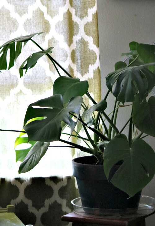 House plant in my bedroom