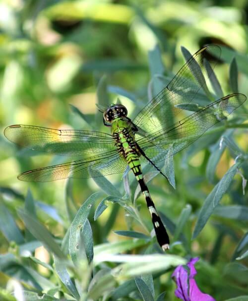Dragonfly on a plant on my patio