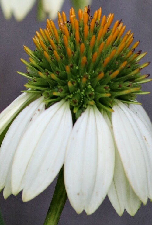 Cone flower