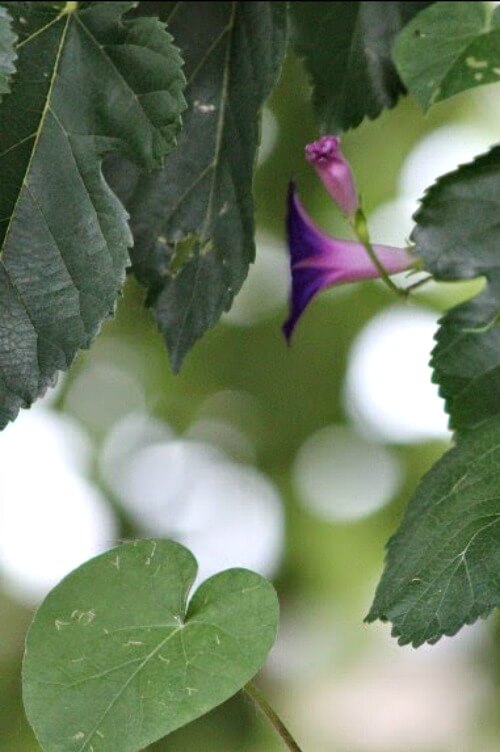 Morning glory with tree leaves