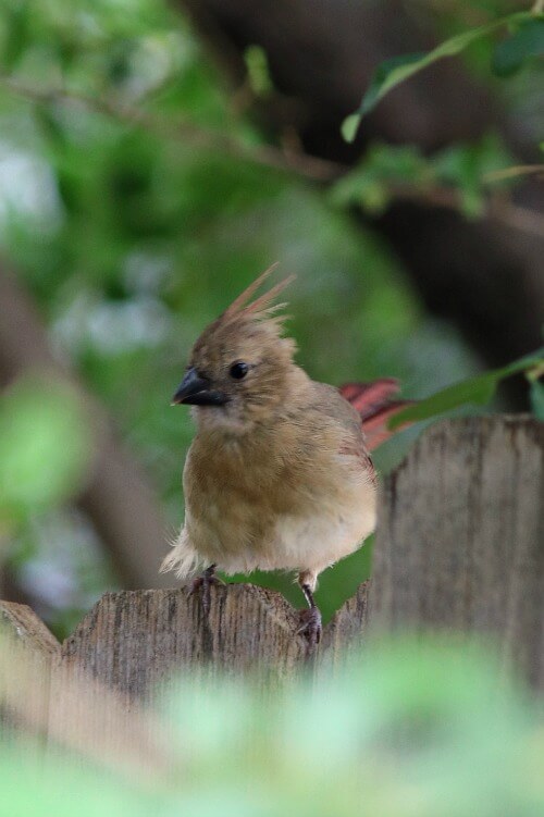 Female cardinal in tree