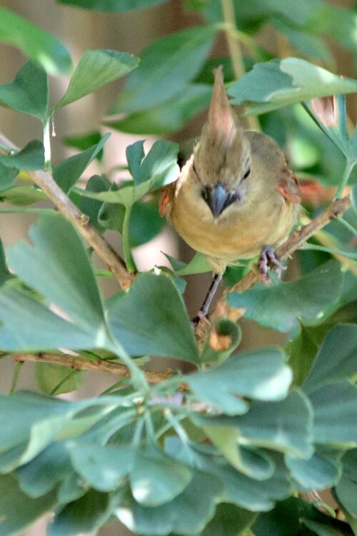 Female cardinal in my jade tree