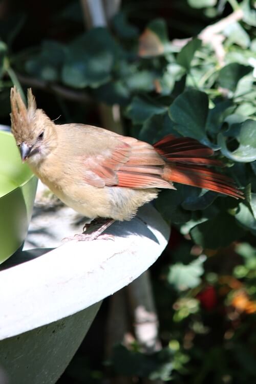 Female cardinal at the bird bath
