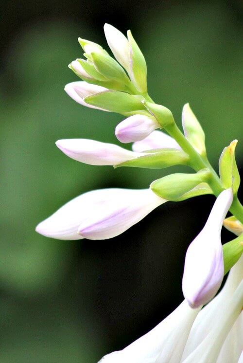 White hosta flower