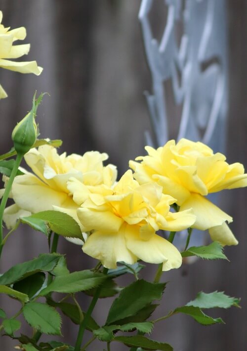Yellow roses in a container