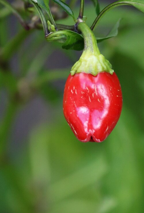 Red pepper plant on my patio