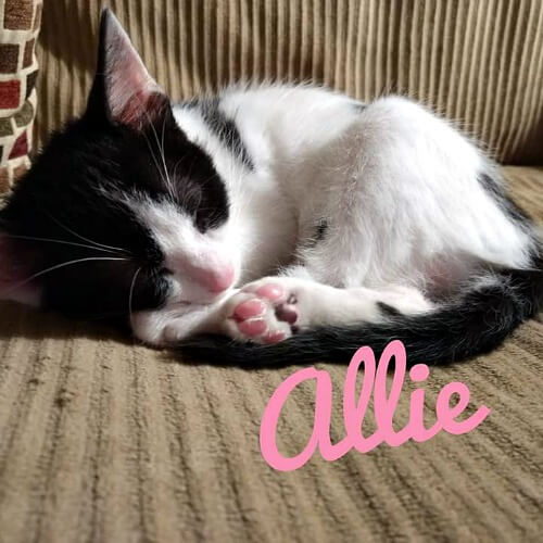 Allie small kitten