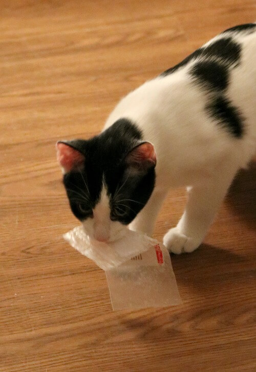Ivy with paper in her mouth
