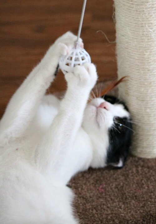 Ivy playing with scratching post