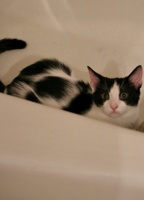 Ivy in the bathtub