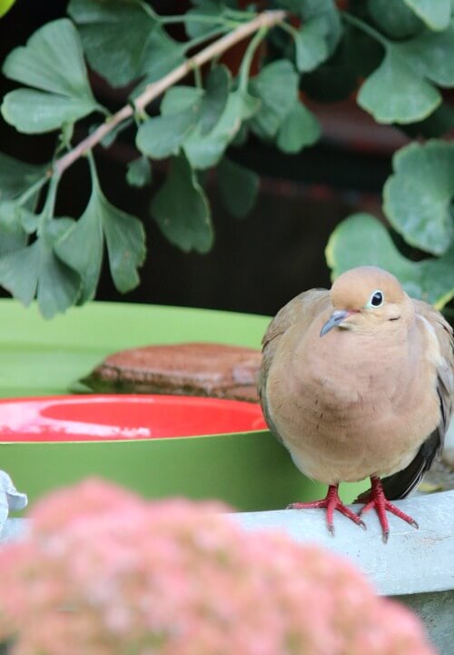 A mourning dove about to fly away from the birdbath