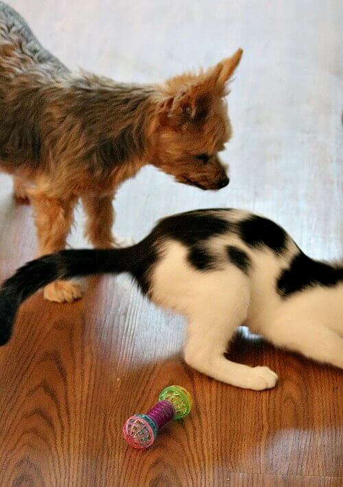 Charlie watching Ivy try to retrieve something under this piece of furniture.
