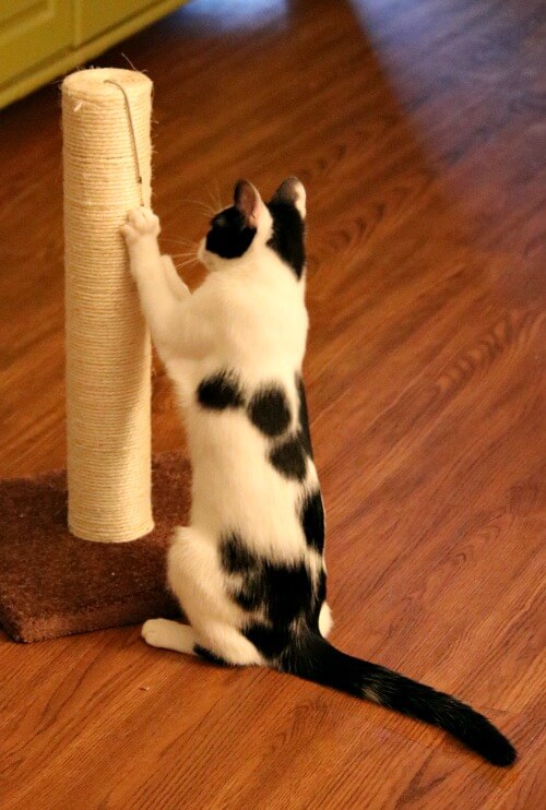Ivy scratching on her scratching post