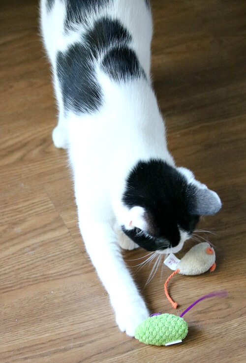 Ivy with her catnip mouse