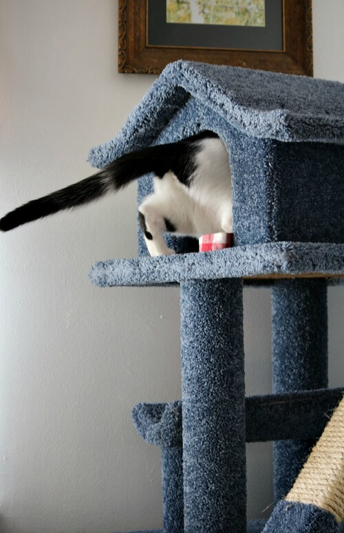 Ivy and her cat condo