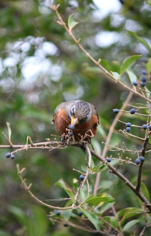 robin eating berries