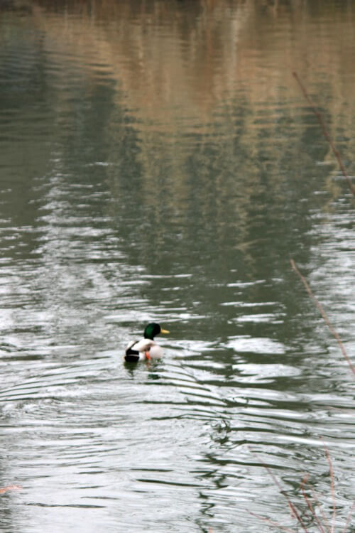 A lone duck in the water, sort of an introvert