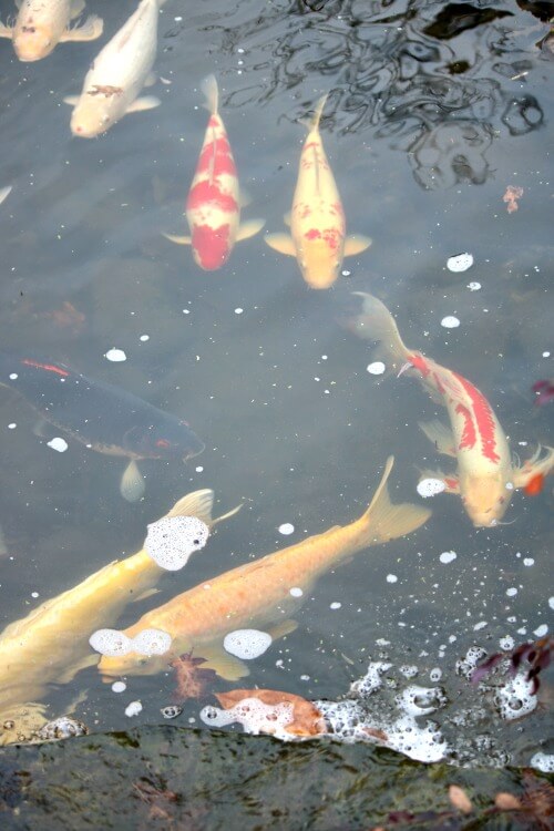 The Koi at Woodward Park's pond
