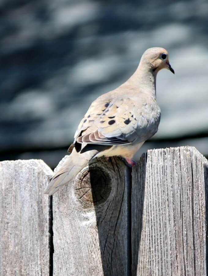 Mourning Doves Are Building A Nest On My Patio