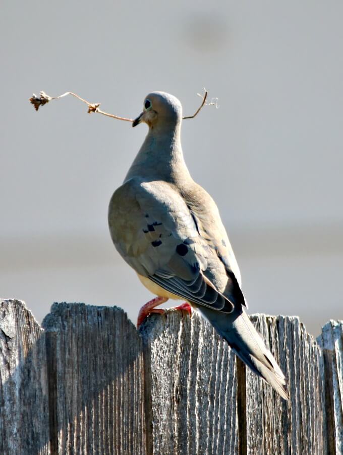 A dove getting ready to build its nest