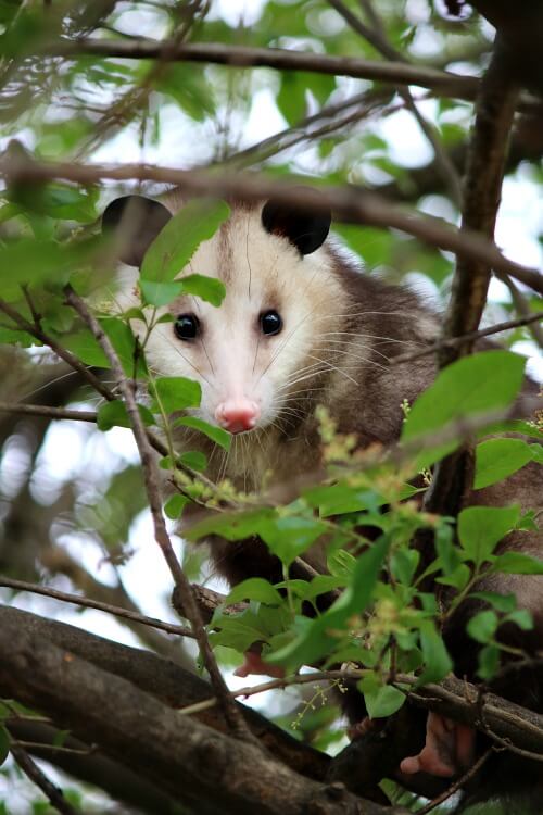 Opossum In The Tree