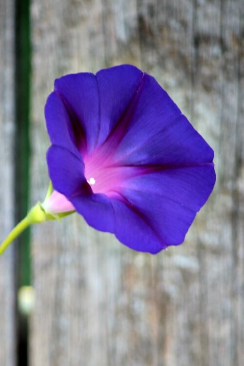 The First Morning Glory