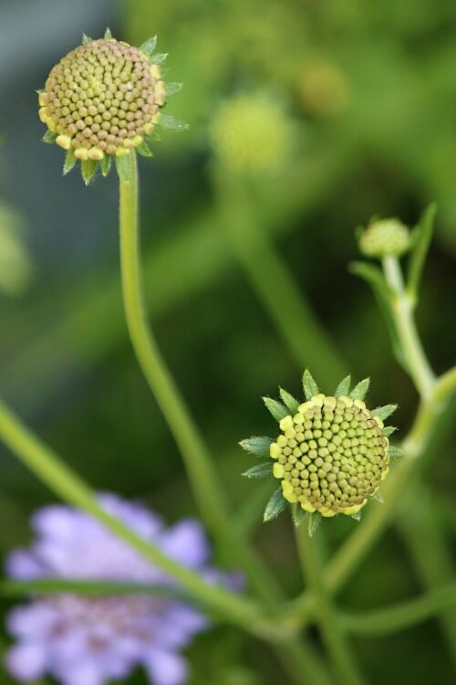 Scabiosa about to bloom in my garden.