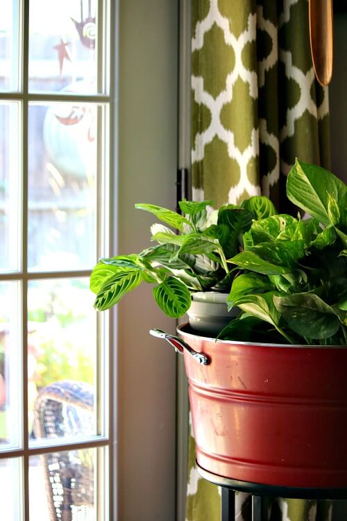 Here are several house plants gathered in a red beverage tub next to my French doors.