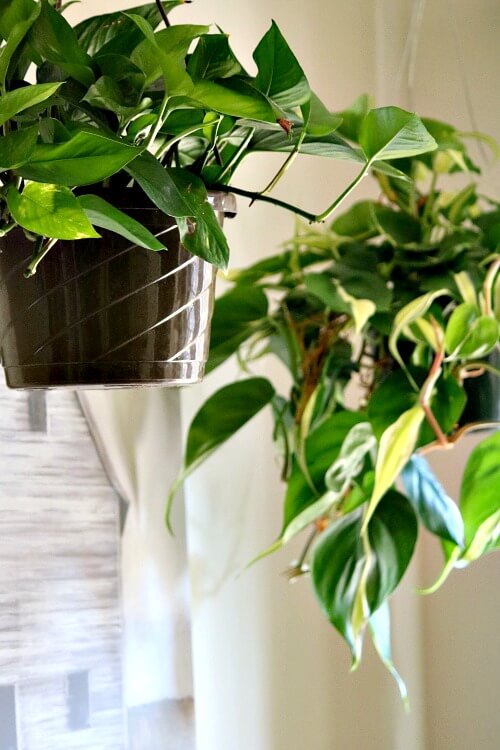 Two hanging plants in my dining room in my apartment