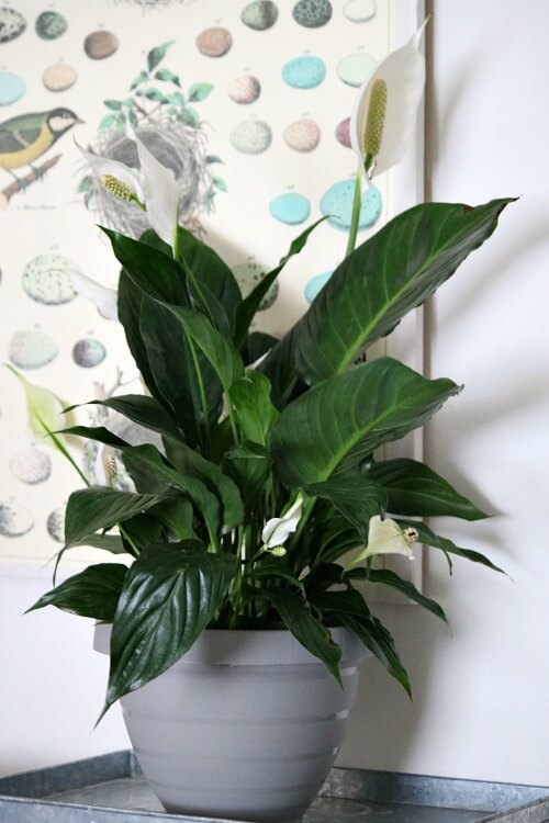 In Purifying The Air Naturally, this is a spathiphyllum plant that grows in a dim light.