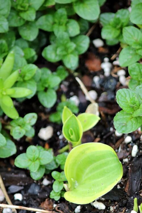 In getting the patio ready for spring, I noticed hosta shoots coming up