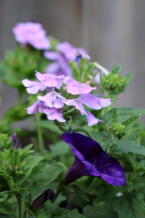 In Color Combinations In The Garden, here are two shades of purples lavender and dark purple