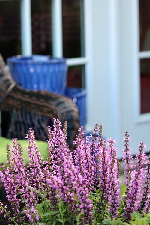 In Color Combinations In The Garden, purple salvia in a container.