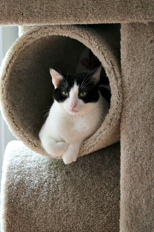 Ivy laying in her cat tower surveying all around her.