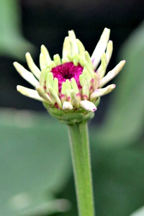 Contentment is watching a zinnia like this bloom