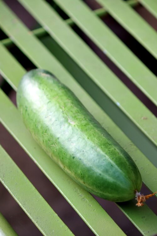 When To Pick Cucumbers