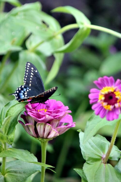 In The Creation Of A Garden, a blue and black butterfly on a pink zinnia
