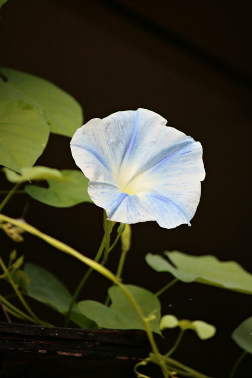 Blue & White Morning Glories & Cable TV Irritations