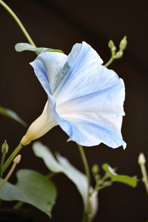 Blue morning glory blooming in the garden