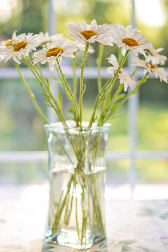 In How To Have A Fun Valentine's Day At Home Alone, a vase of white daisies