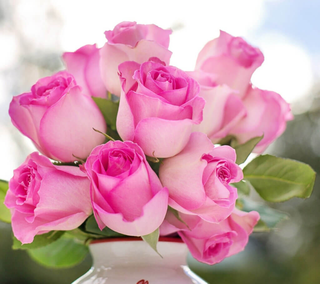 Pink roses in a container outdoors