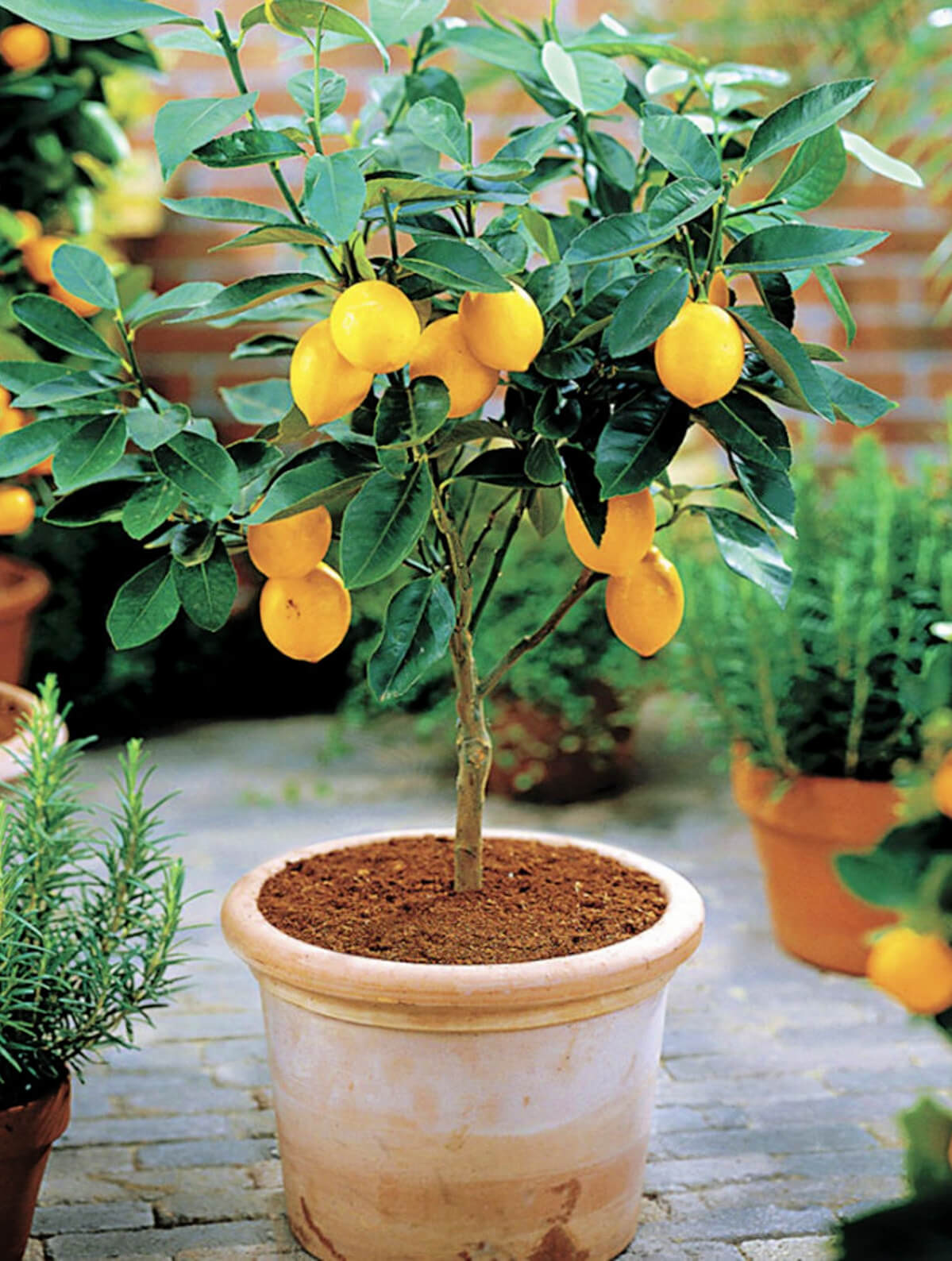 5 Trees You Can Grow In Containers