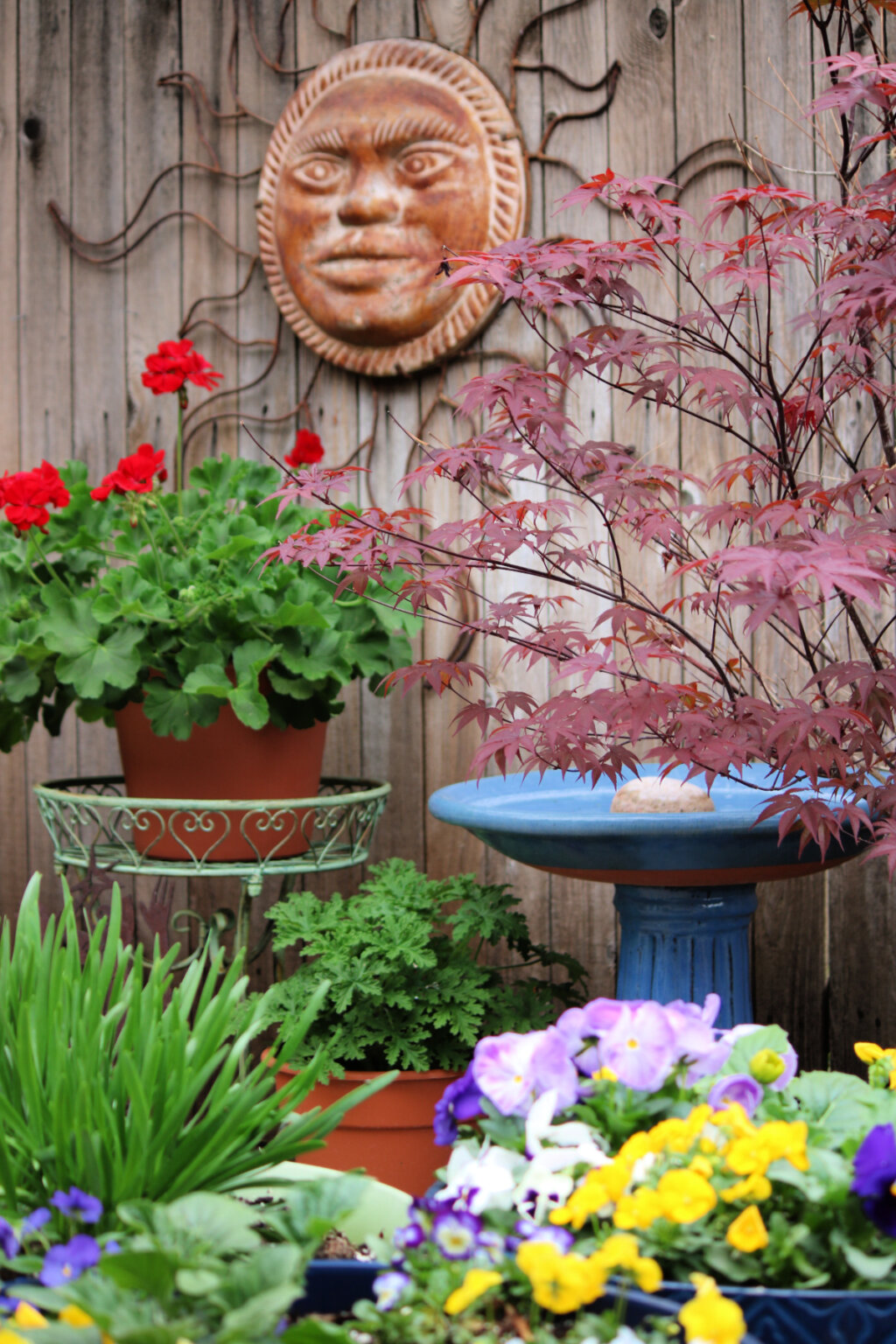 Growing Japanese Maples In Containers · Cozy Little House