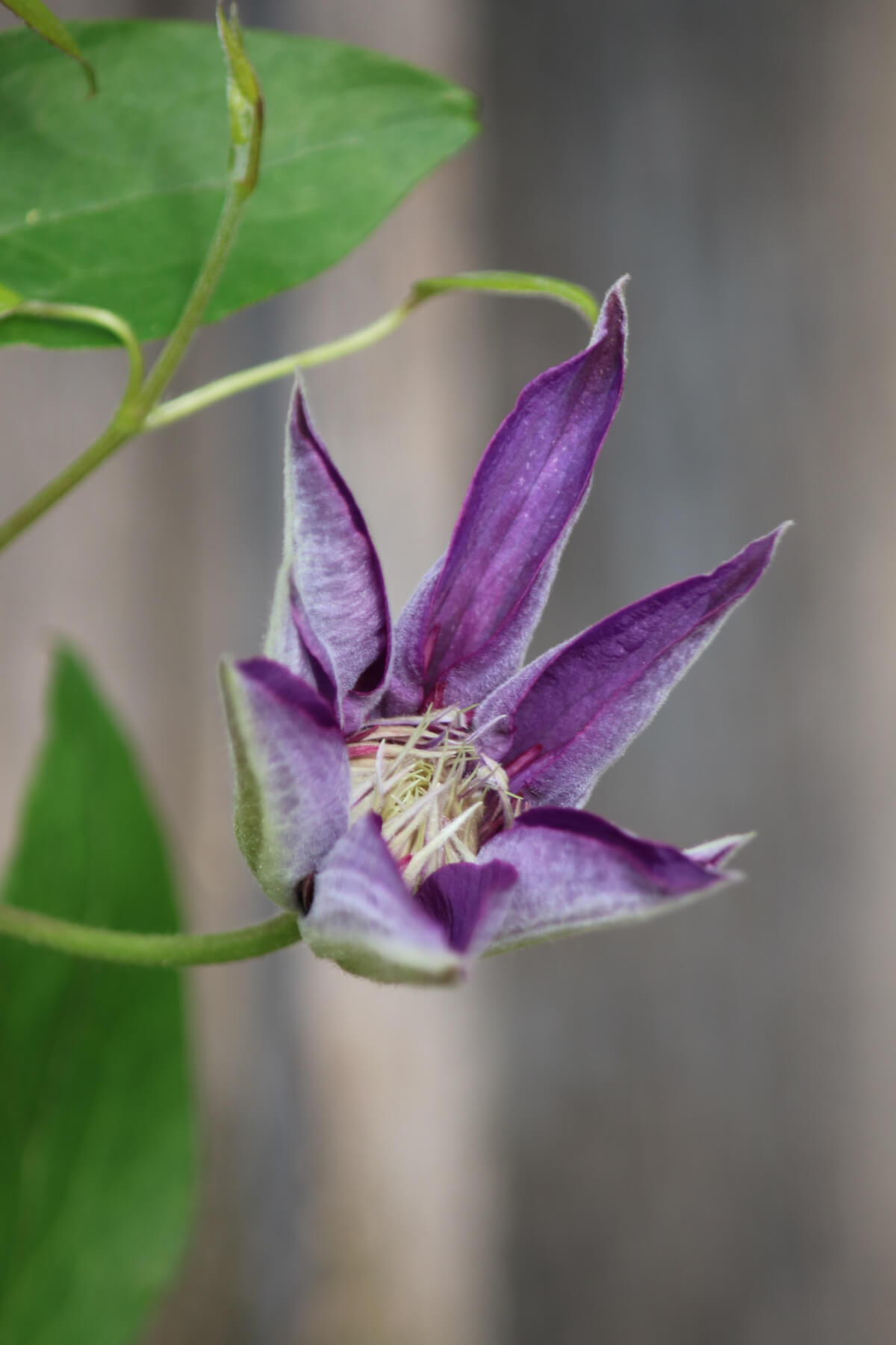 Purple Clematis, What I’m Watching & What I’m Reading